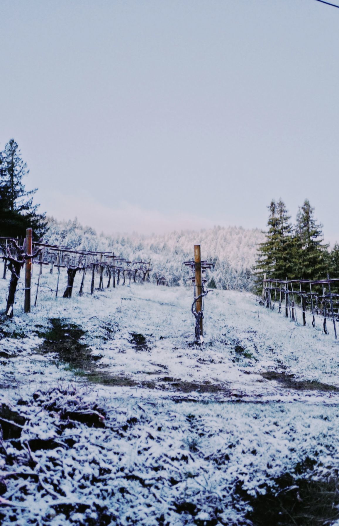 From Our Readers: Snow in Napa Valley